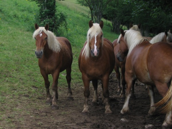 cheval comtois