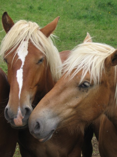 cheval comtois