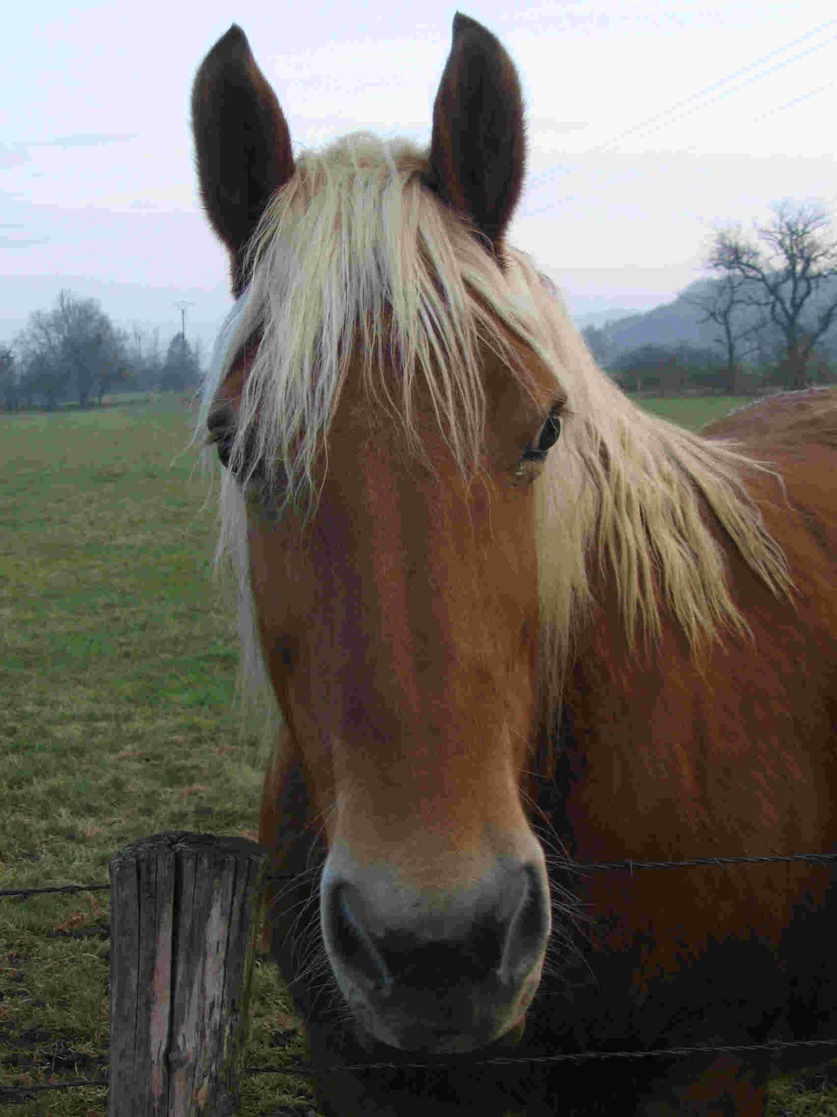 cheval comtois