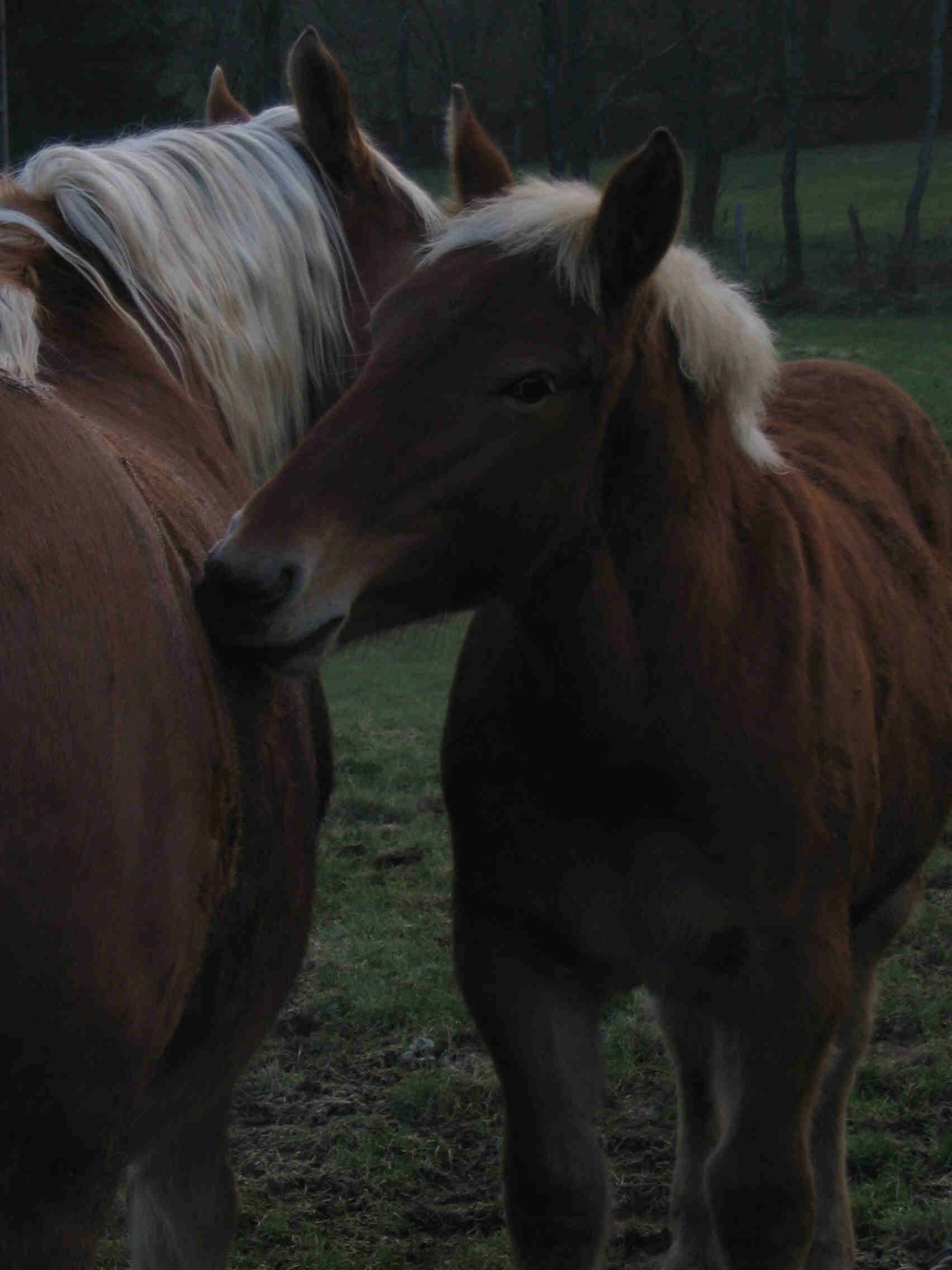 cheval comtois