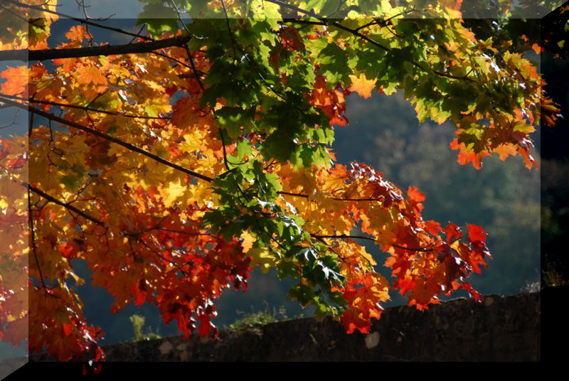 couleurs d'automne  Besanon