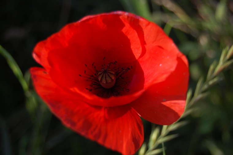 coquelicot