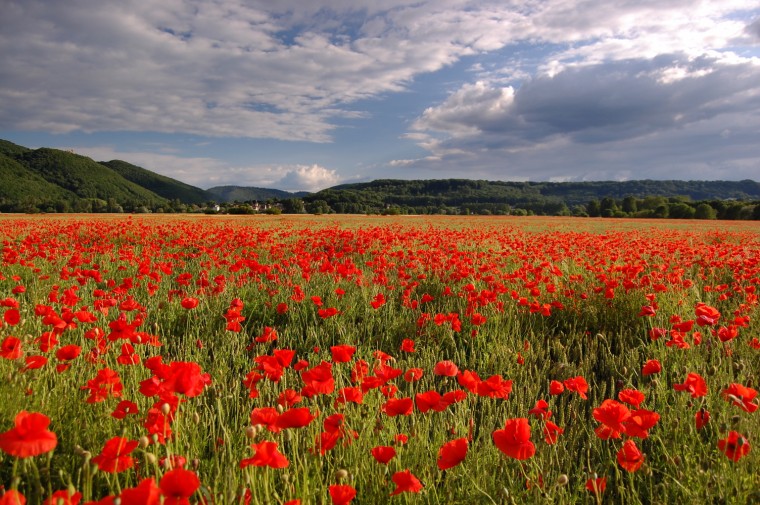 Champ de coquelicots