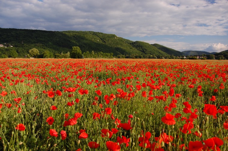 Champs de coquelicots