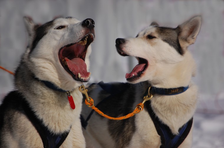 chiens de traineaux Entre les fourgs