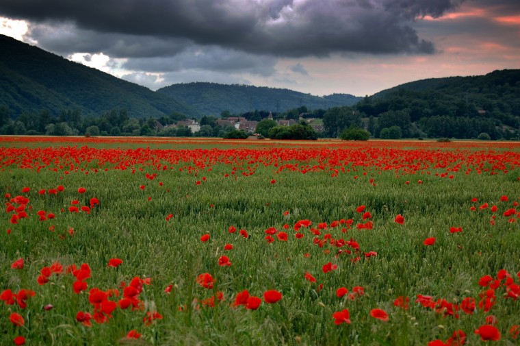 Champ de coquelicots  Chalezeule