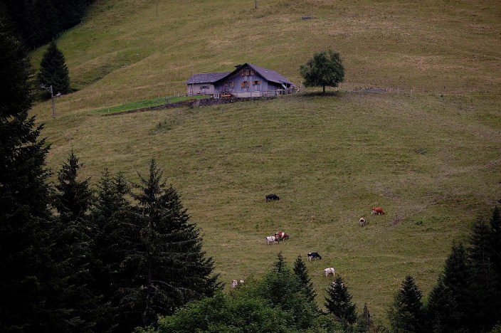 gruyere