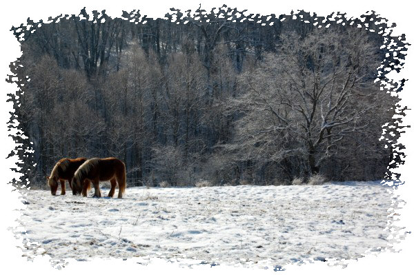 chevaux comtois