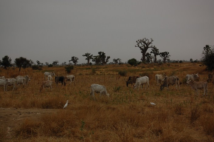 sine saloum