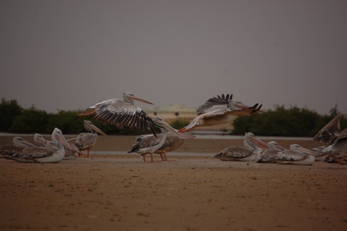 sine saloum