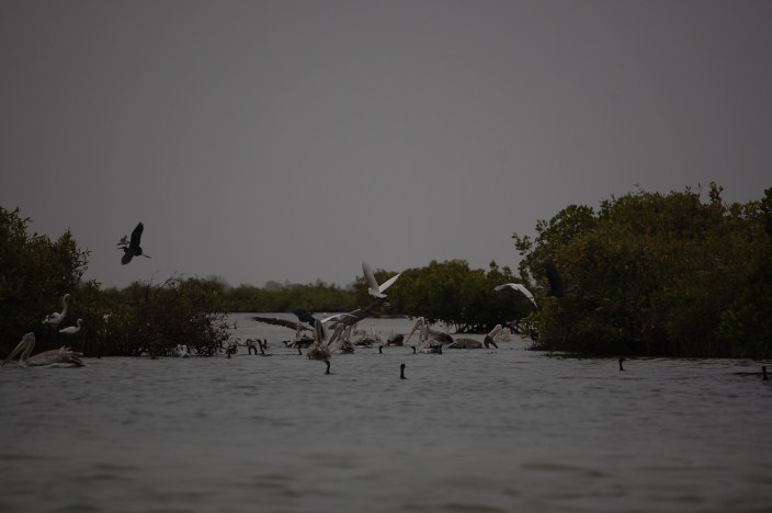 sine saloum